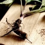 Klemroot: Explore Its Benefits and Uses in Herbal Medicine