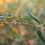 Chameleónovité in the Wild: Their Habitats and Conservation Efforts