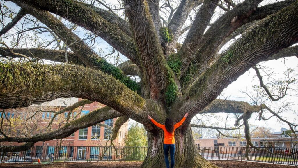 The Hidden Gems: A Guide to Lewis Center Ohio Champion Trees