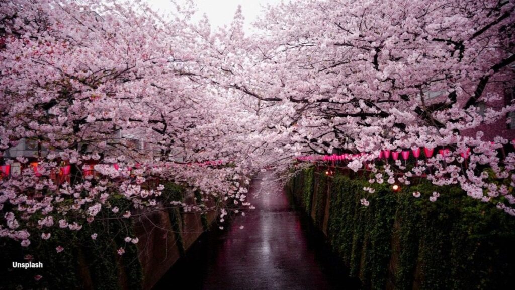 Top 5 Destinations to Experience CherrySakura in Full Bloom